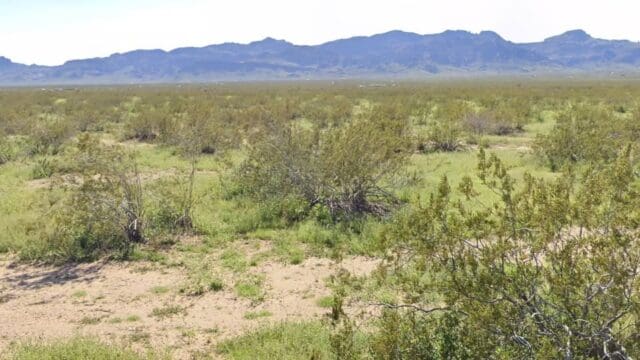 Desert landscape with shrubs and distant mountains.