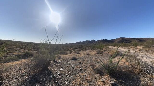Sunny desert landscape with sparse vegetation.