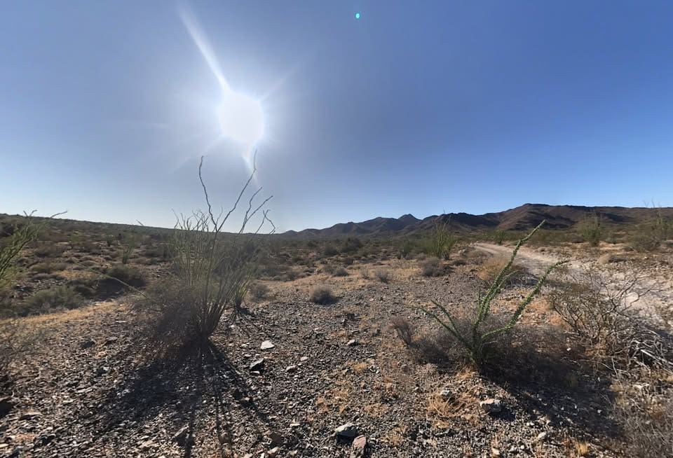 Sunny desert landscape with sparse vegetation.