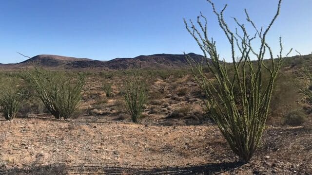Desert landscape with sparse green vegetation.