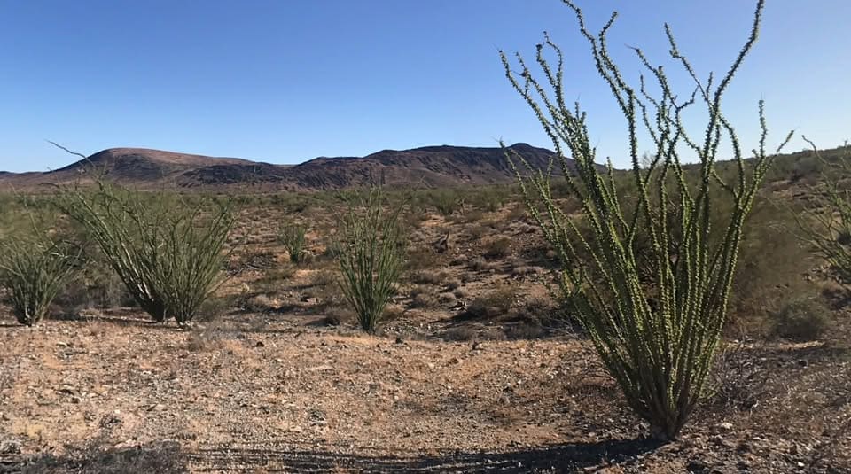 Desert landscape with sparse green vegetation.