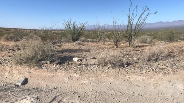 Desert landscape with sparse vegetation and mountains.