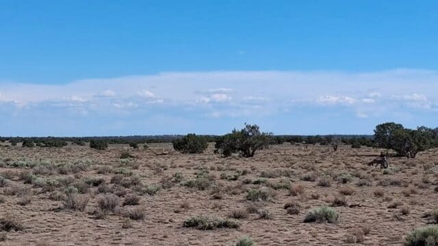 Desert landscape in Sanders, Arizona land.